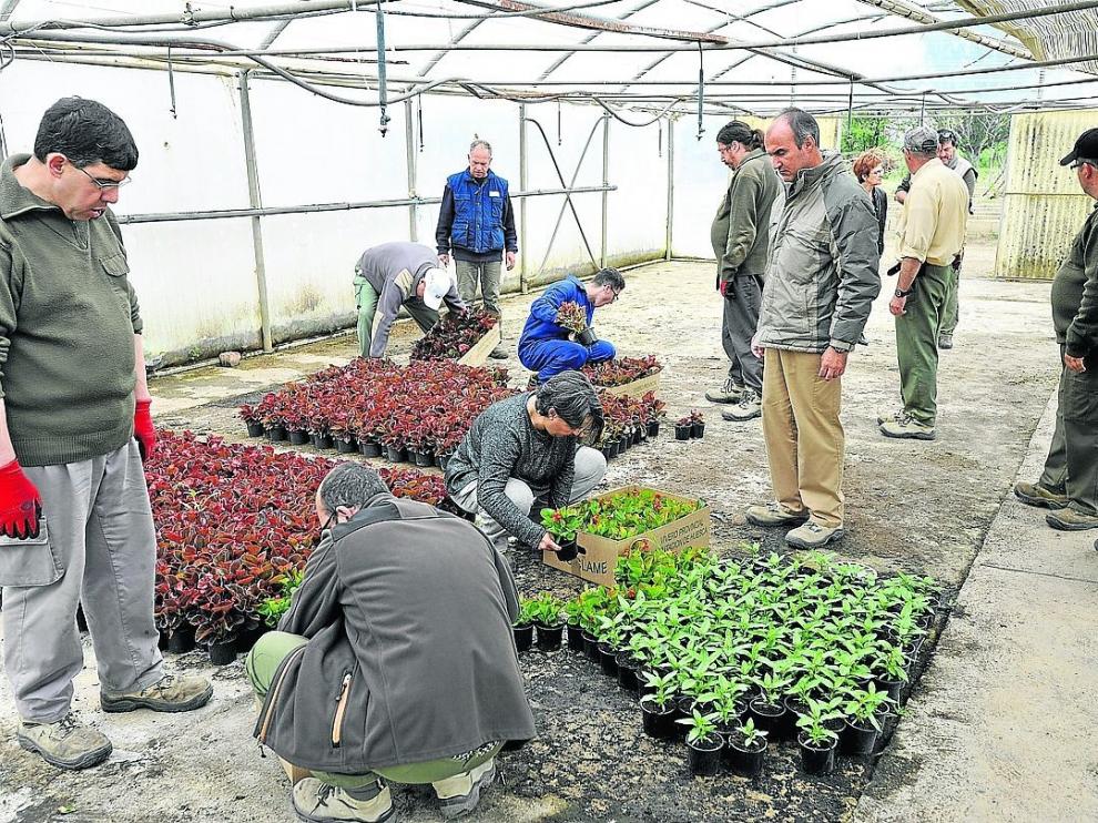 La DPH inicia la campaña de flor con más de 50.000 plantas
