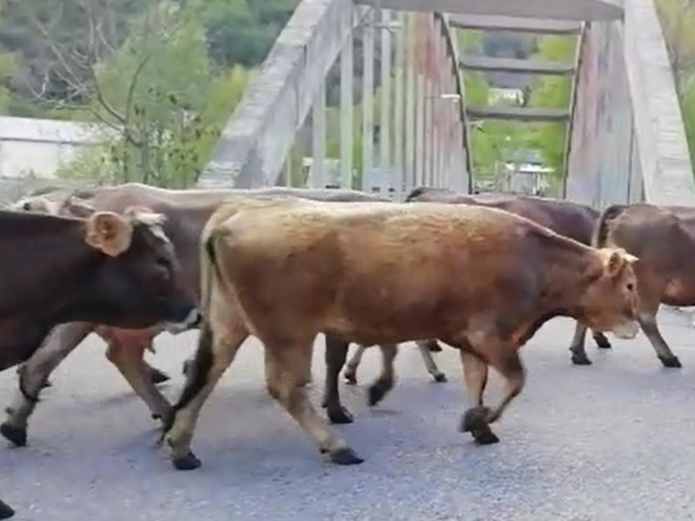 VÍDEO: Los rebaños del Pirineo, en busca de nuevos pastos