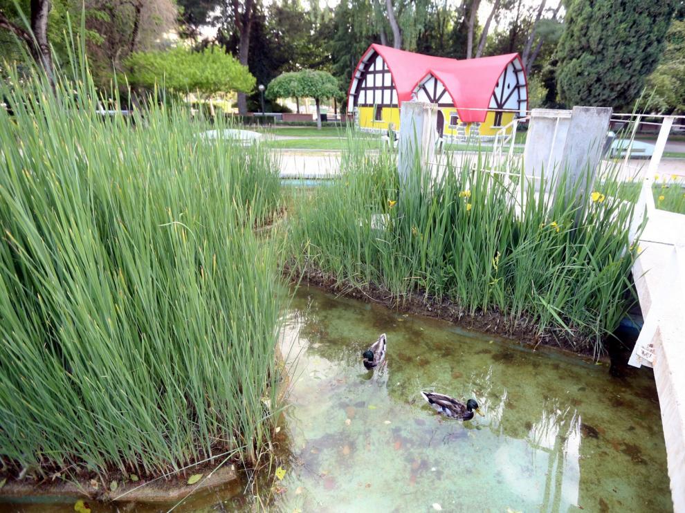 Se investiga la desaparición del cisne negro y varios patos del parque Miguel Servet de Huesca