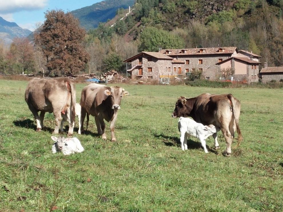 El Ayuntamiento de Montanuy pide que CHA abandone el Gobierno por oponerse a ampliar Cerler