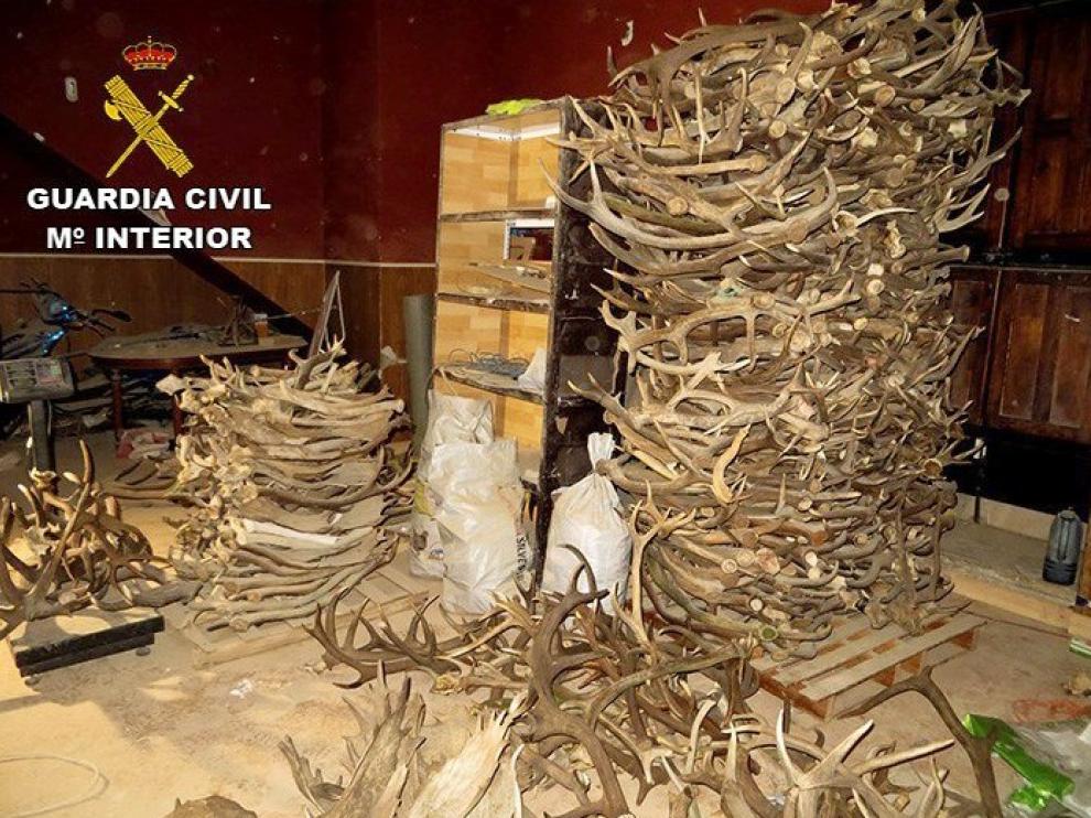 Siete detenidos en Jaén por traficar con cuernas de ciervos y gamos