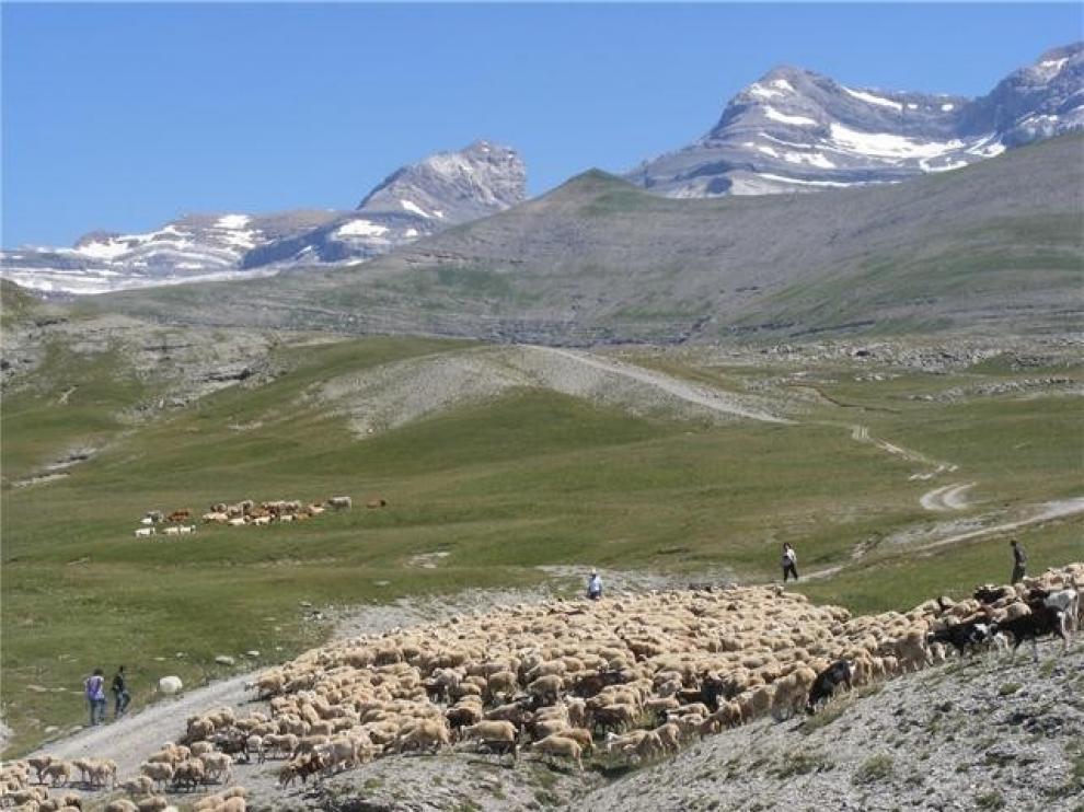 Más medidas para alejar a la osa Claverina de los pastos del valle navarro de Roncal
