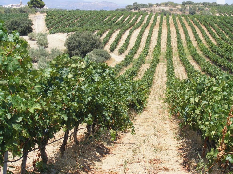 Aragón lidera un proyecto para predecir plagas en los viñedos