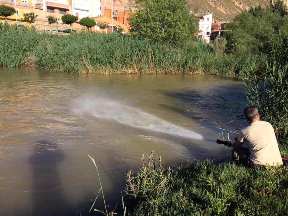 La Comarca del Bajo Cinca inicia el tratamiento contra la mosca negra