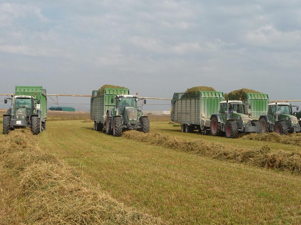 La producción de alfalfa deshidratada cae un 14 por ciento en Aragón