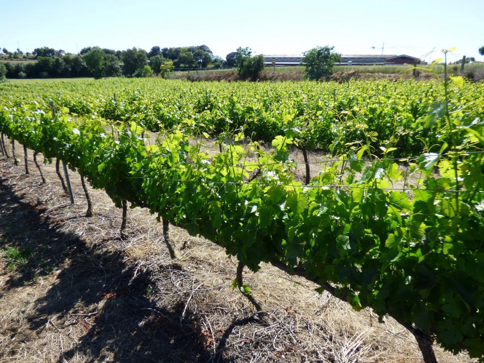 Veintiséis viticultores del Somontano piden ayudas para la reestructuración