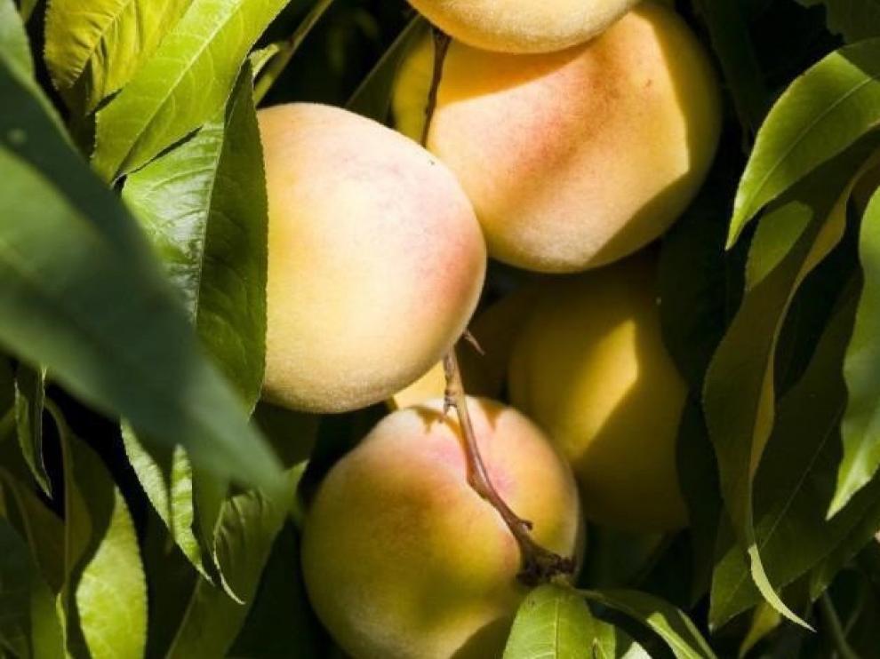 Se prevé un crecimiento del melocotón y una bajada del albaricoque