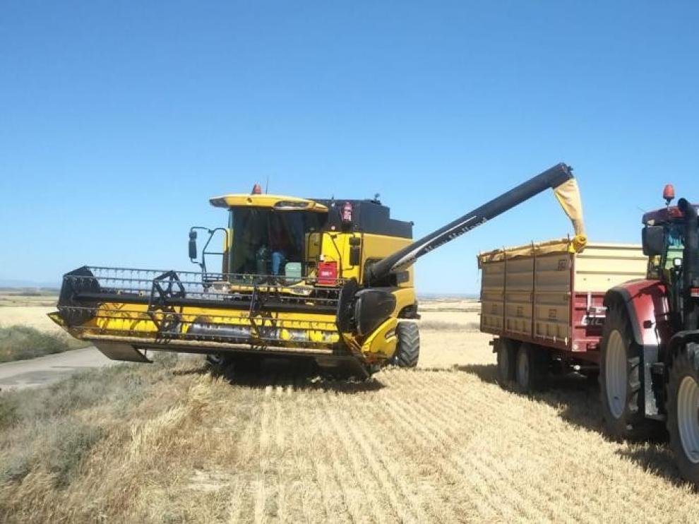 Las cosechadoras comienzan a entrar en campos de la zona sur