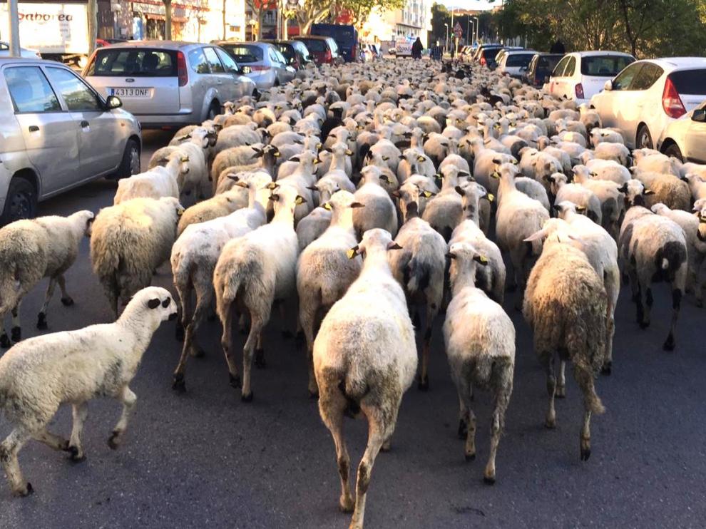 Un rebaño de casi 200 chotos pasará por la ciudad de Huesca este domingo