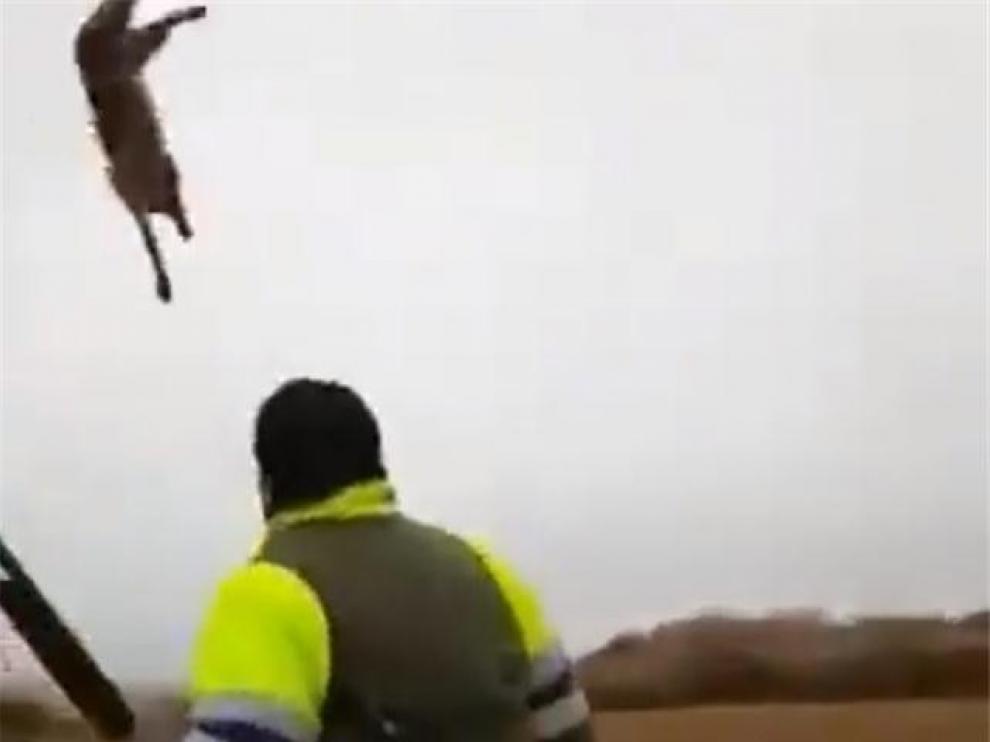 Tramitan expediente al cazador de Huesca que golpeó y pateó a un zorro hasta la muerte