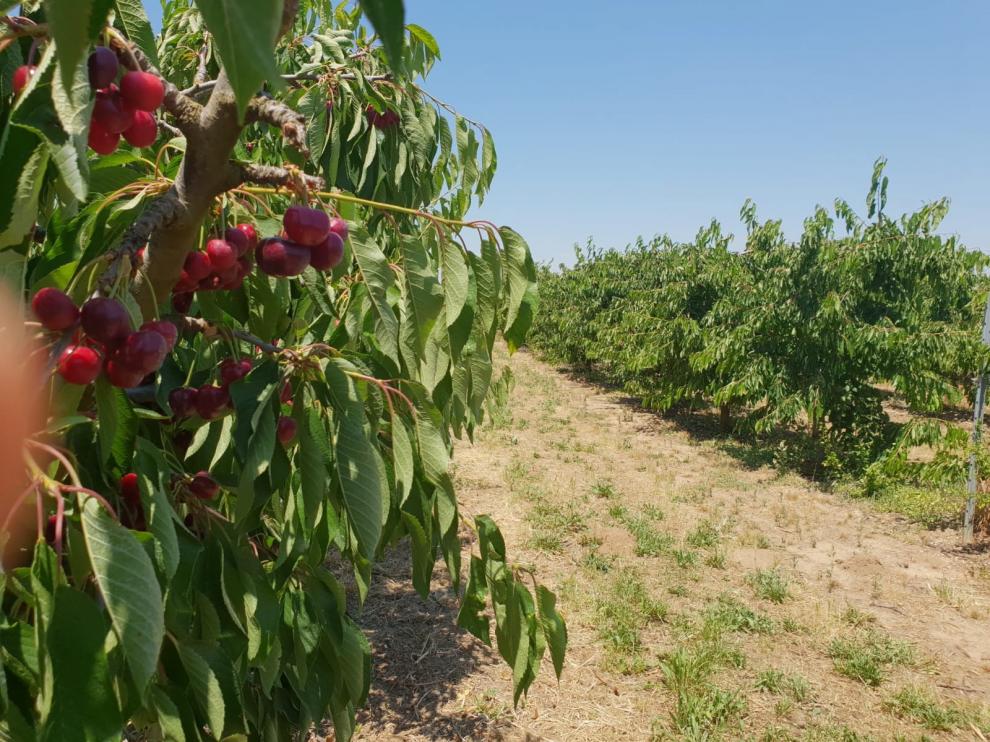 Apuestan en Albalate de Cinca por un producto diferenciado y de calidad