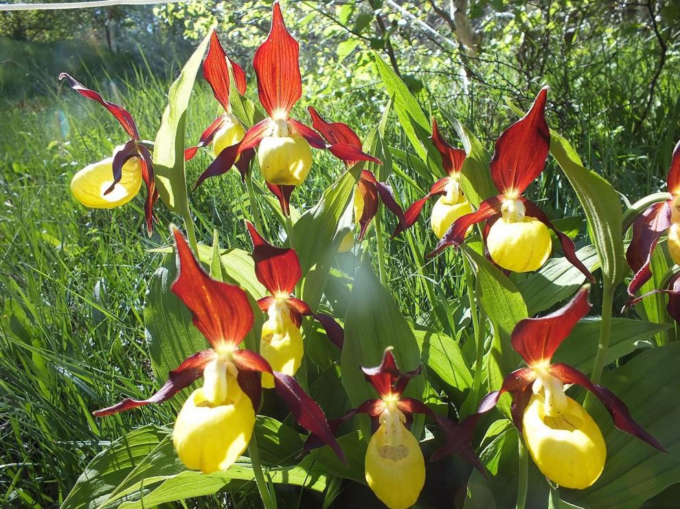 Descubrir Biescas y su entorno admirando las orquídeas