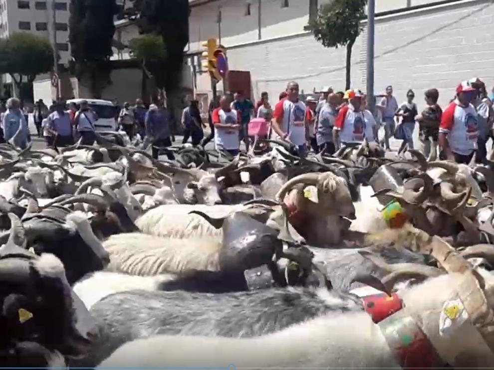 El mundo rural reivindica en Huesca la ganadería extensiva con el paso de 160 chotos por la ciudad