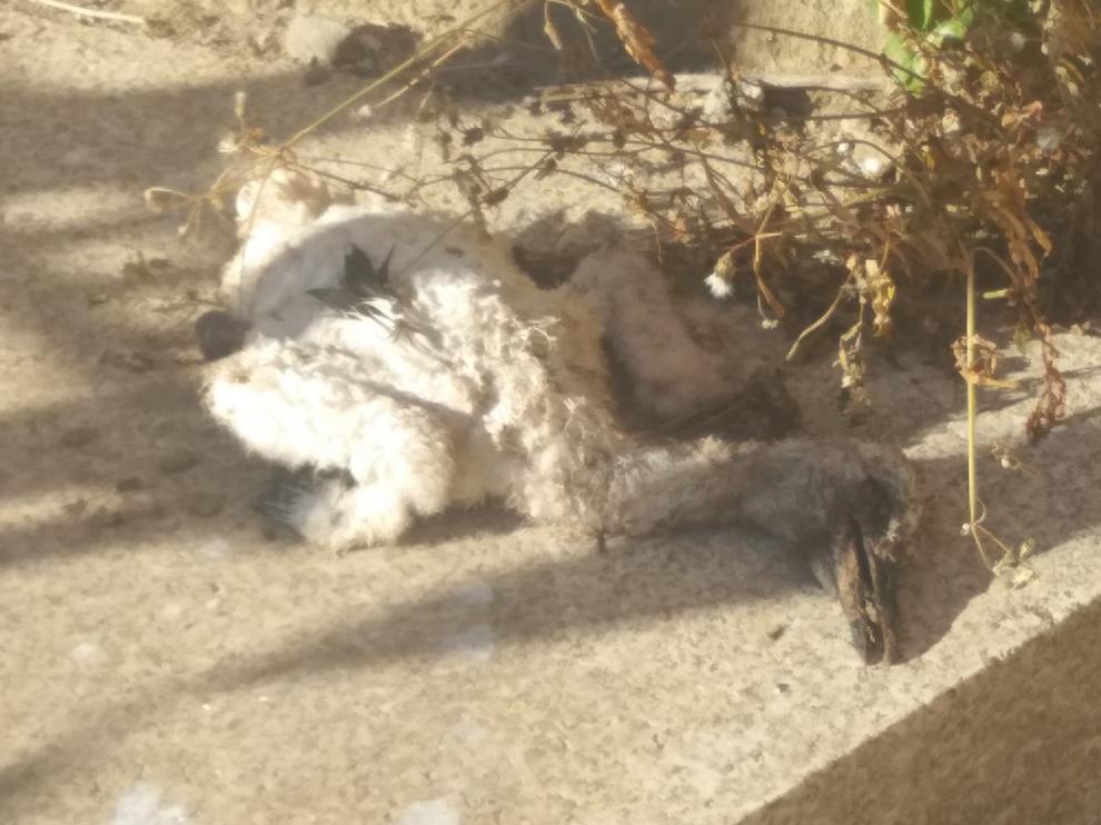 Aparece un cigoñino muerto a los pies de la torre de la catedral de Barbastro