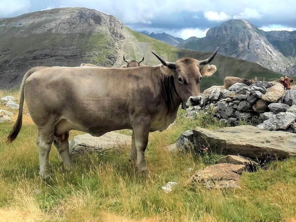 Aragón, cuarta comunidad en volumen de fondos para fomentar razas autóctonas