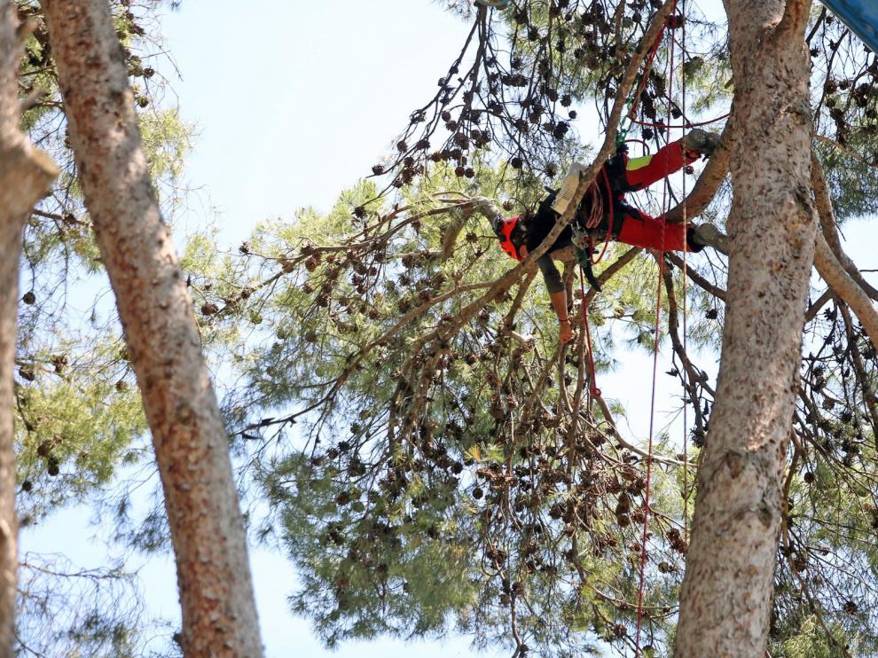 Comienza la poda de seguridad en el pinar antiguo del parque Miguel Servet de Huesca