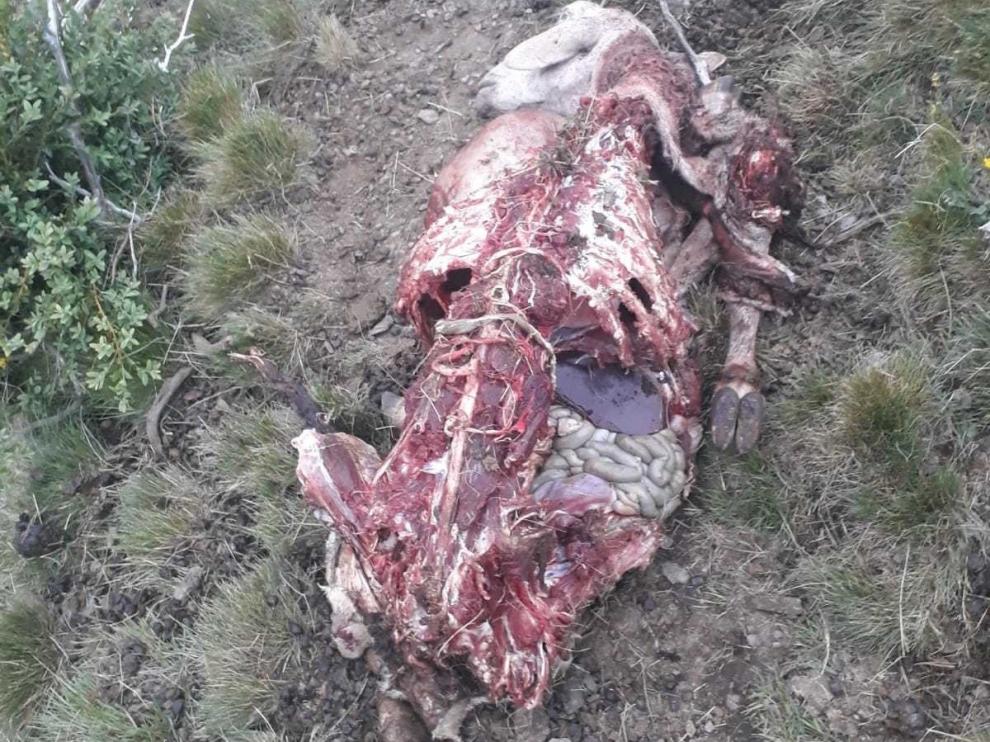 Segundo ataque de oso en tres días en la comarca
