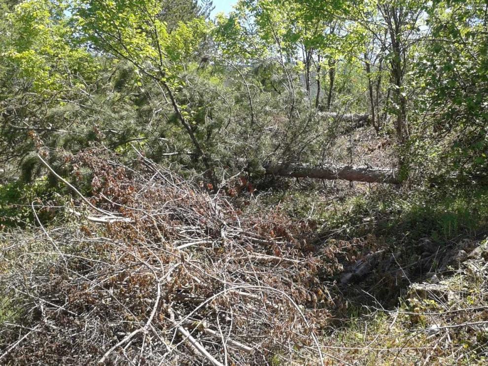 Denuncian una tala en el recién mejorado Camino de San Úrbez