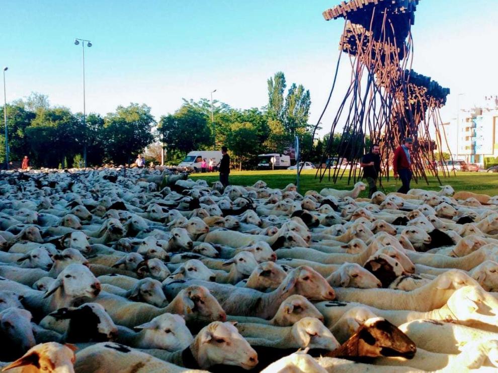 Unas 1.200 ovejas se dirigen al ibón de Ip para "veranear"
