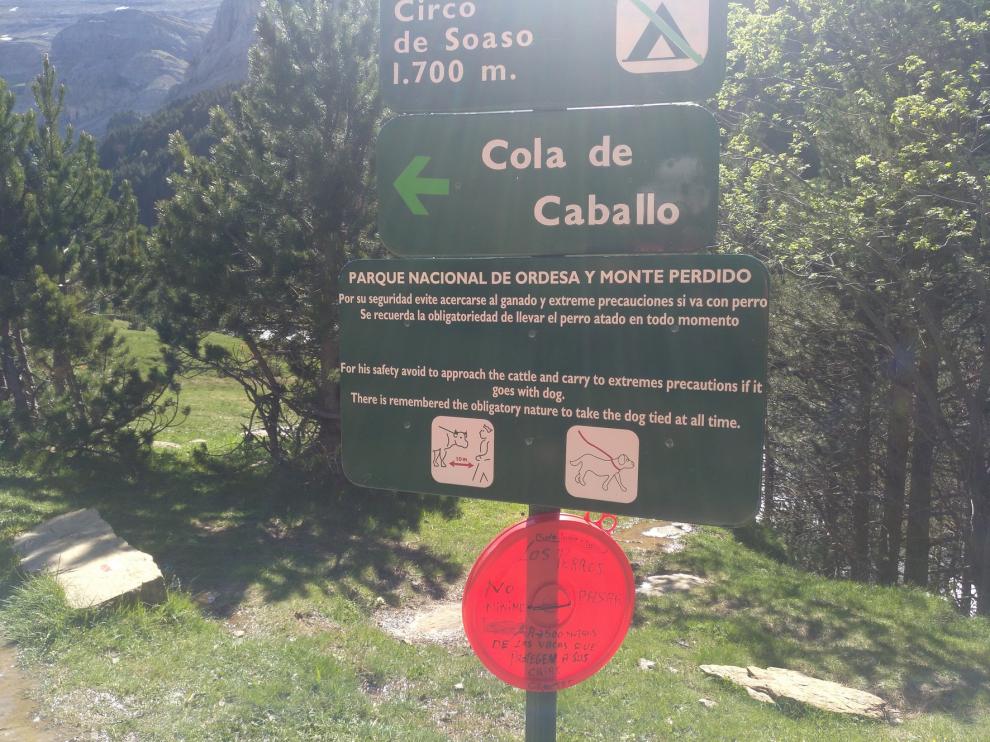 Convivencia entre visitantes y vacas