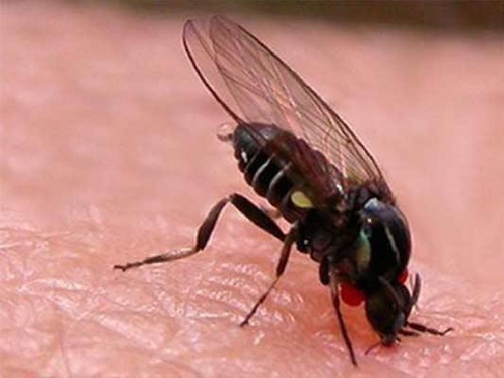 Las atenciones por picaduras de insectos aumentan un 21,6 % en 2019 en Aragón