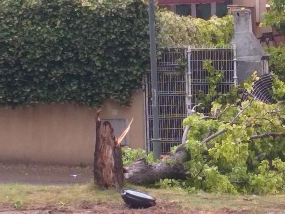 La tormenta deja varias ramas y árboles caídos en Barbastro