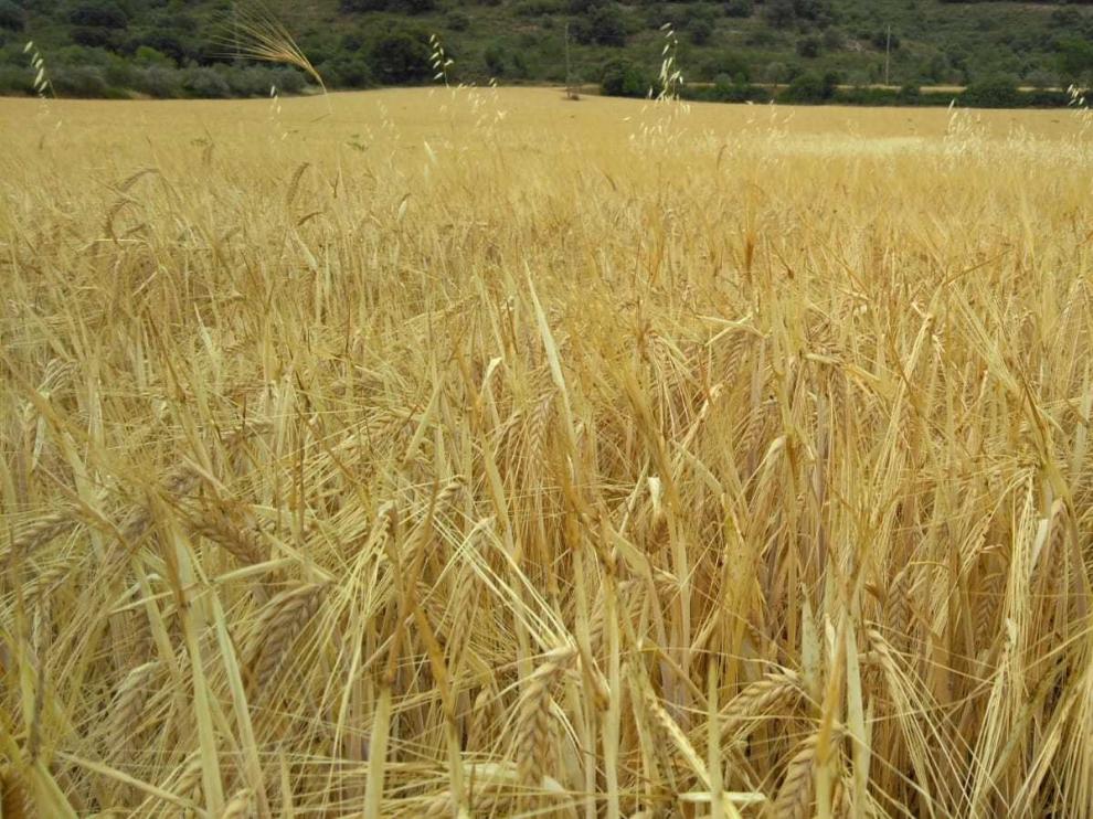 La Hoya, Los Monegros, Bajo Cinca y La Litera, las comarcas más perjudicadas por la sequía