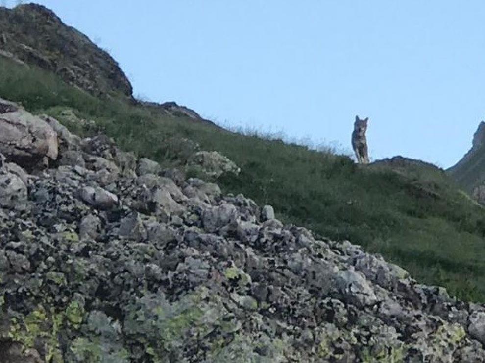 Asaja denuncian una situación de "extrema gravedad" por la presencia del lobo en Ribagorza