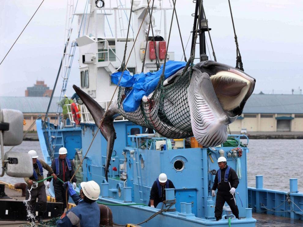 Japón reanuda su controvertida caza comercial de ballenas 31 años después