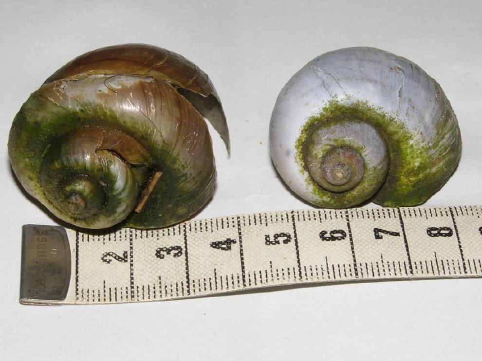 Detectados dos ejemplares muertos de caracol manzana en el río Matarraña