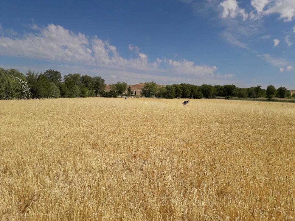 Agroseguro indemnizará por la sequía a mediados de julio