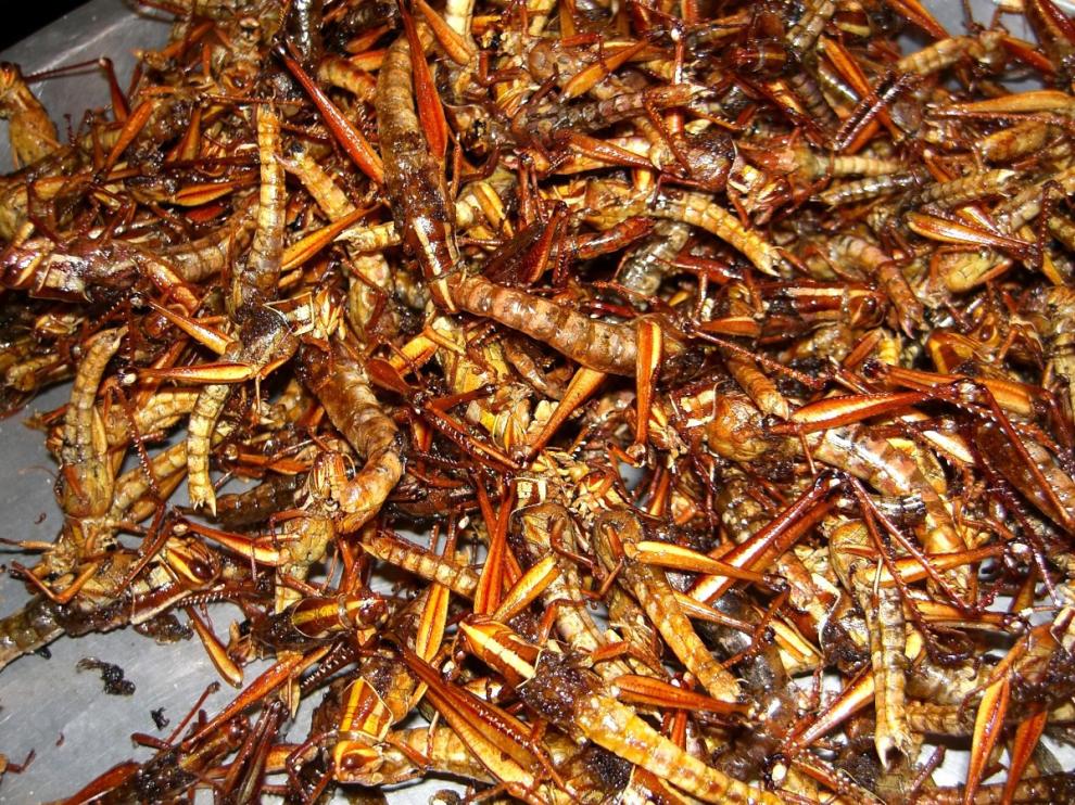 Un estudio defiende el valor nutritivo de algunos insectos