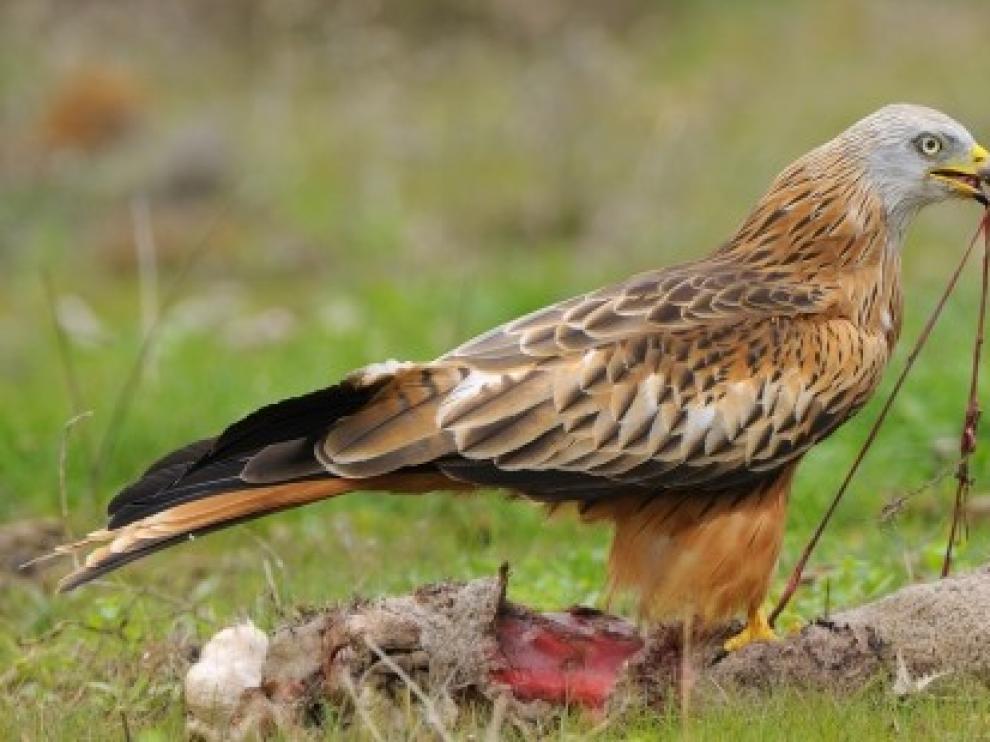 Un estudio analizará las amenazas del milano real en Aragón, una especie en peligro de extinción