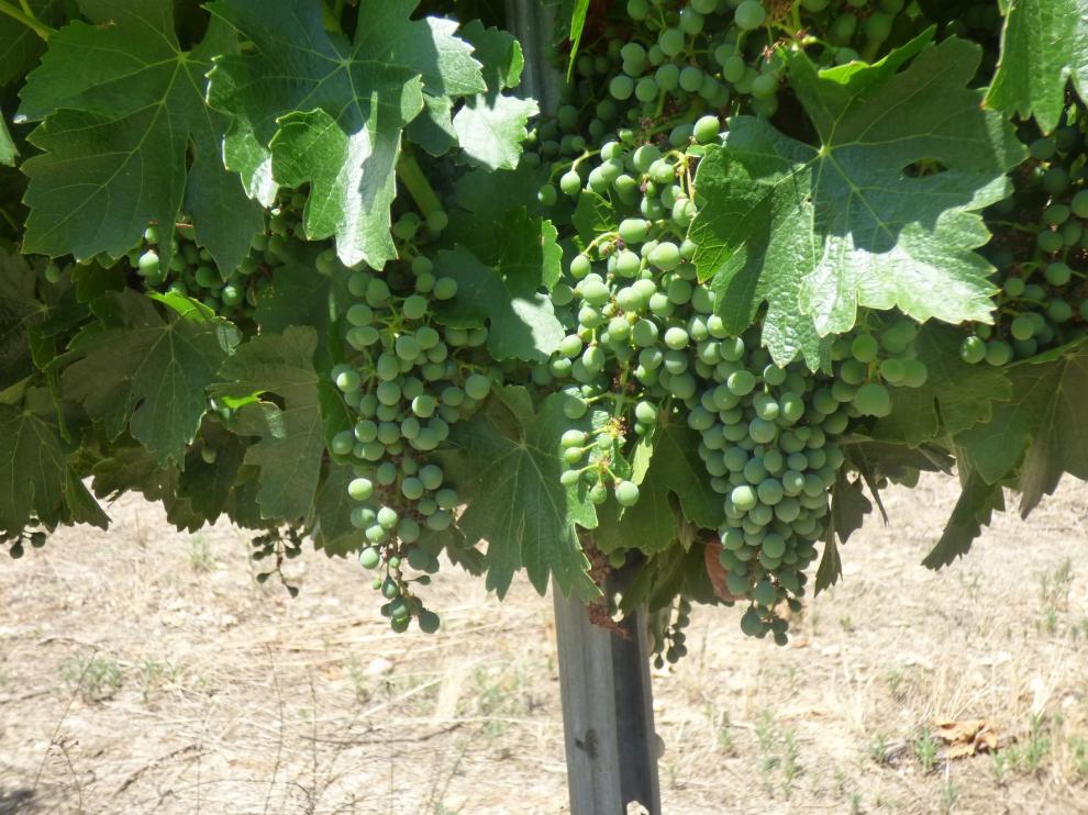 Barbastro celebra la XX edición del Festival del Vino del 1 al 4 de agosto
