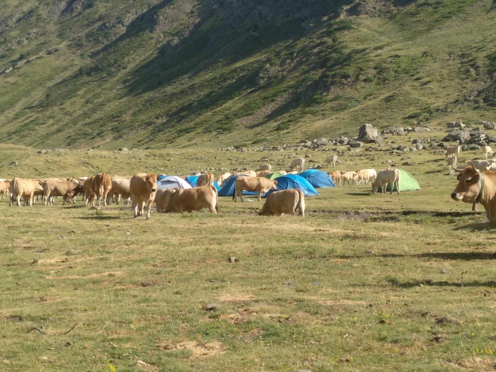 Campamento de vacas