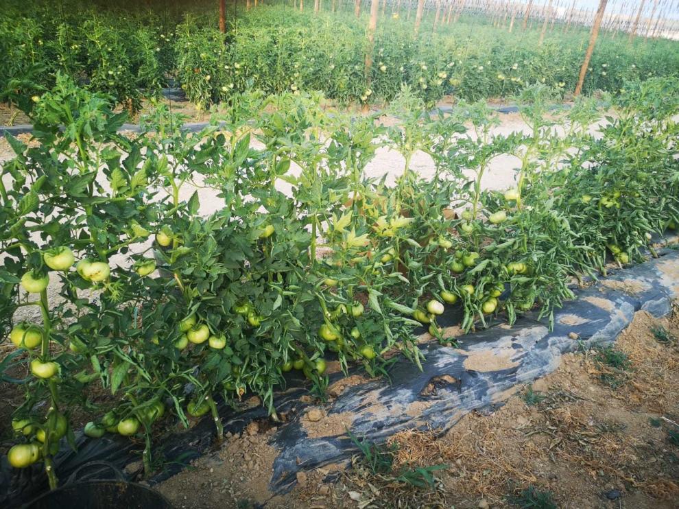 Buen comienzo de la campaña productiva del Tomate Rosa de Barbastro