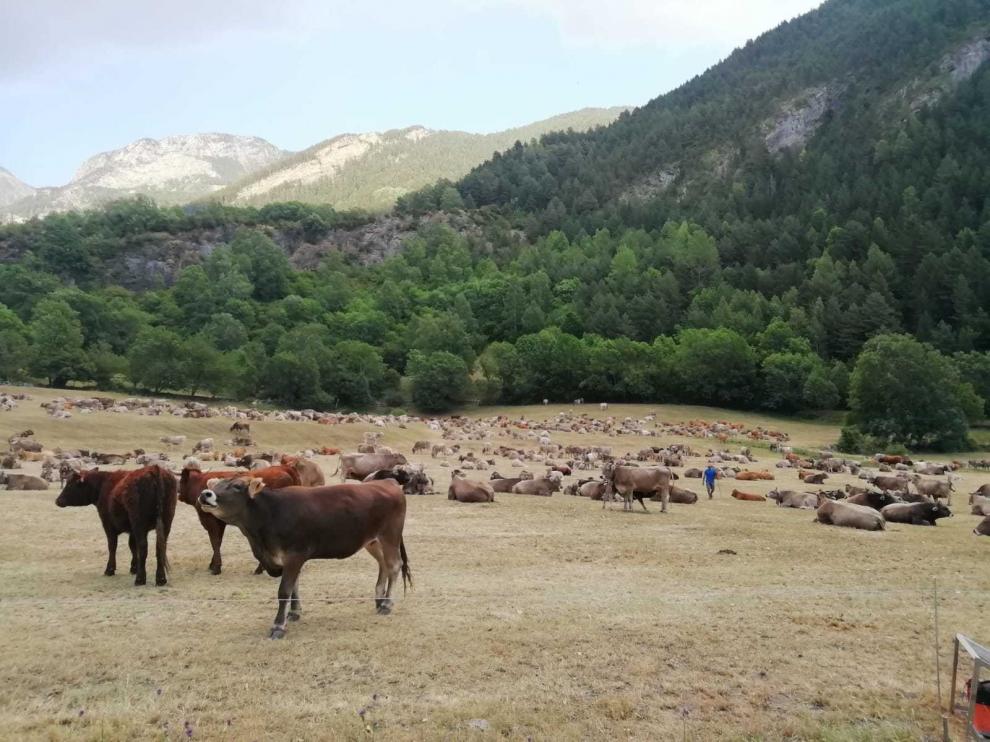 Cerca de un millar de vacas de 11 ganaderos pastan estos días en Ardonés