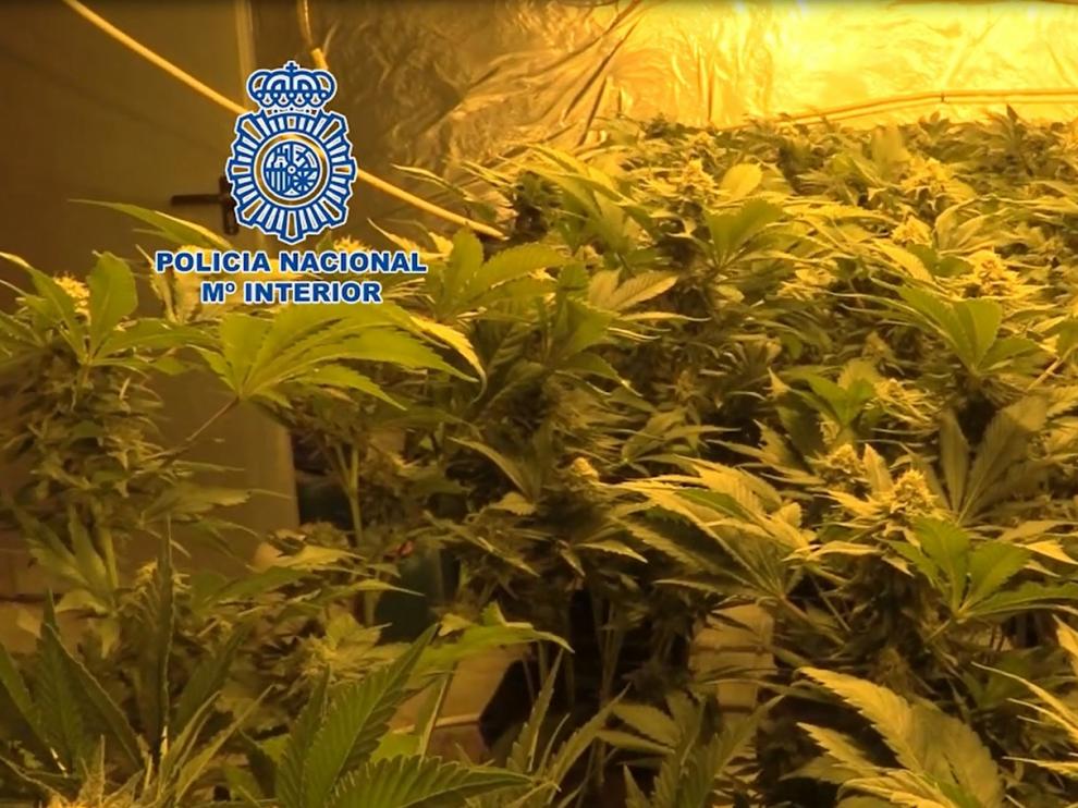 La Policía Nacional lidera la lucha internacional contra el cultivo y el tráfico ilícito de marihuana