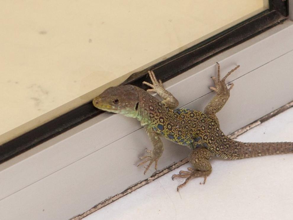 Una especie protegida se cuela en una sucursal bancaria de Huesca