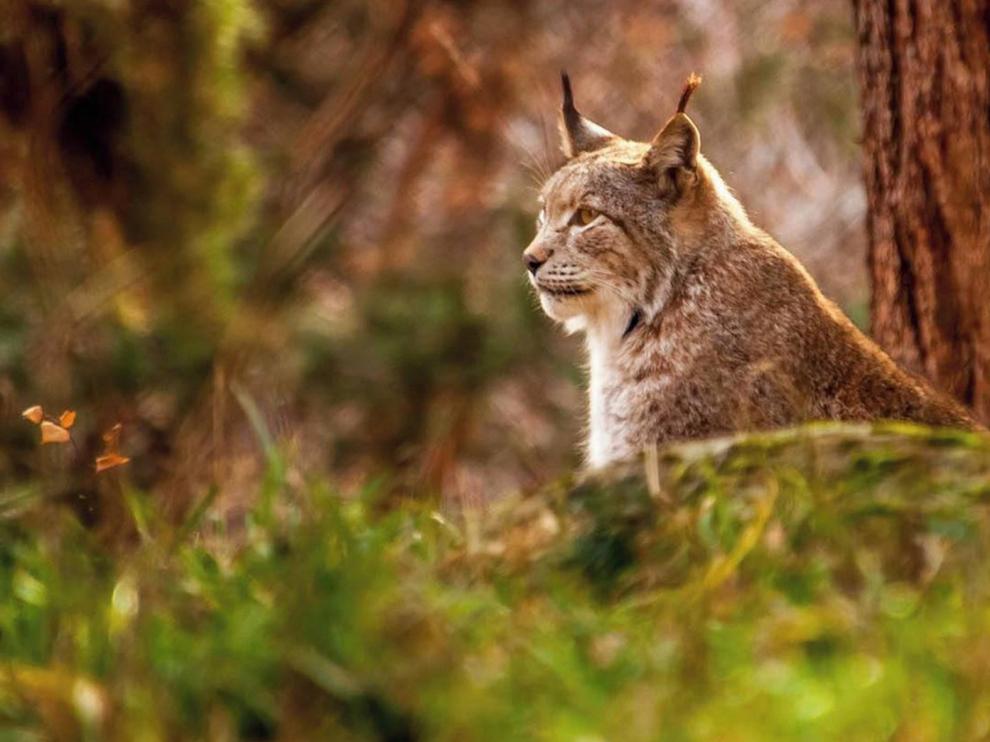 Quince linces boreales han nacido en La Lacuniacha desde 2005