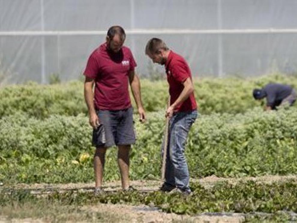 La superficie de agricultura ecológica aumentó un 8% en 2018, hasta 2,24 millones de hectáreas