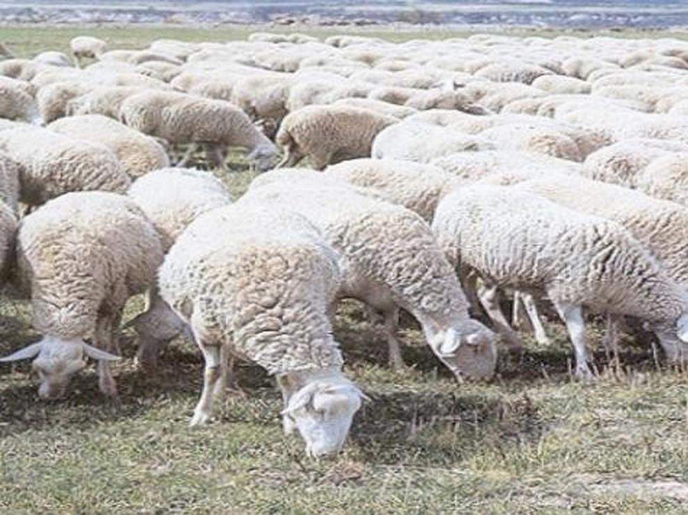 El Ministerio de Agricultura ultima ayudas directas a ovino y caprino por la situación por la crisis generada por el coronavirus