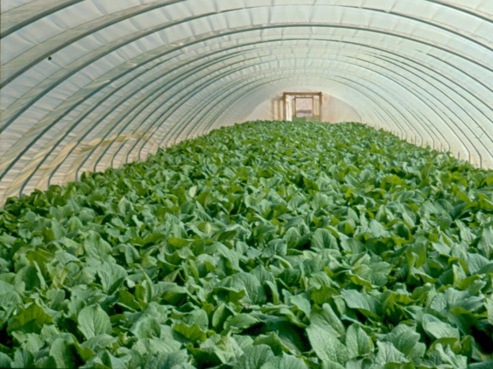 El Cita investiga sobre la mejora de la productividad de la borraja