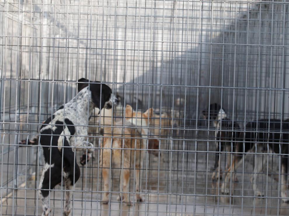 Casi 300.000 mascotas buscan un nuevo hogar en España