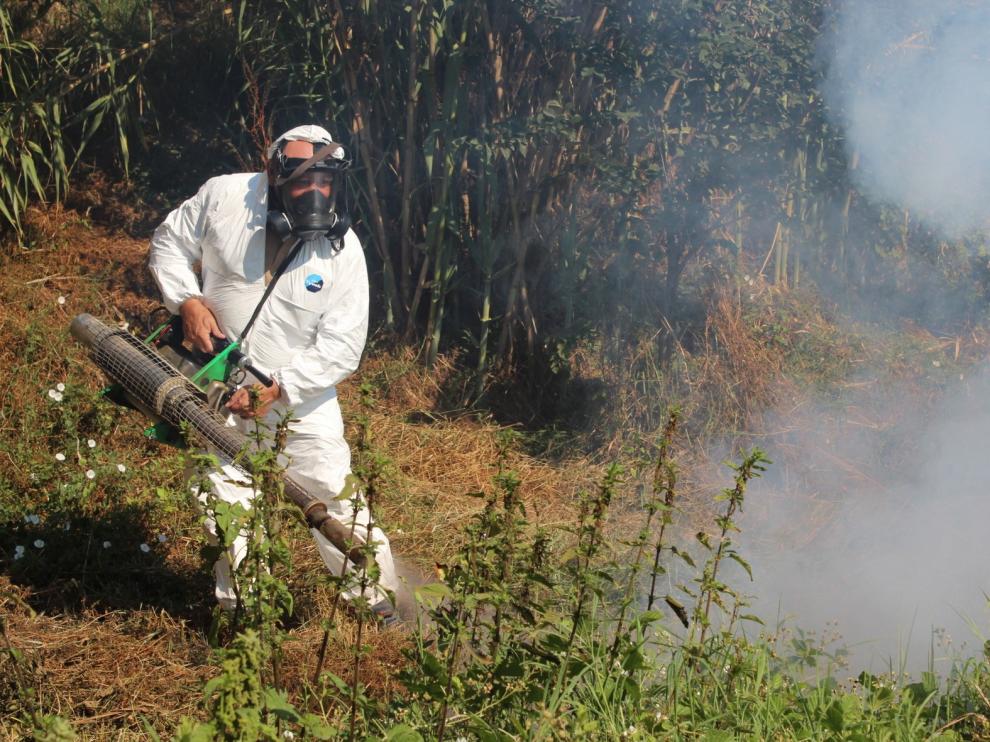 El mosquito tigre ha aumentado un 70% en España respecto al año pasado