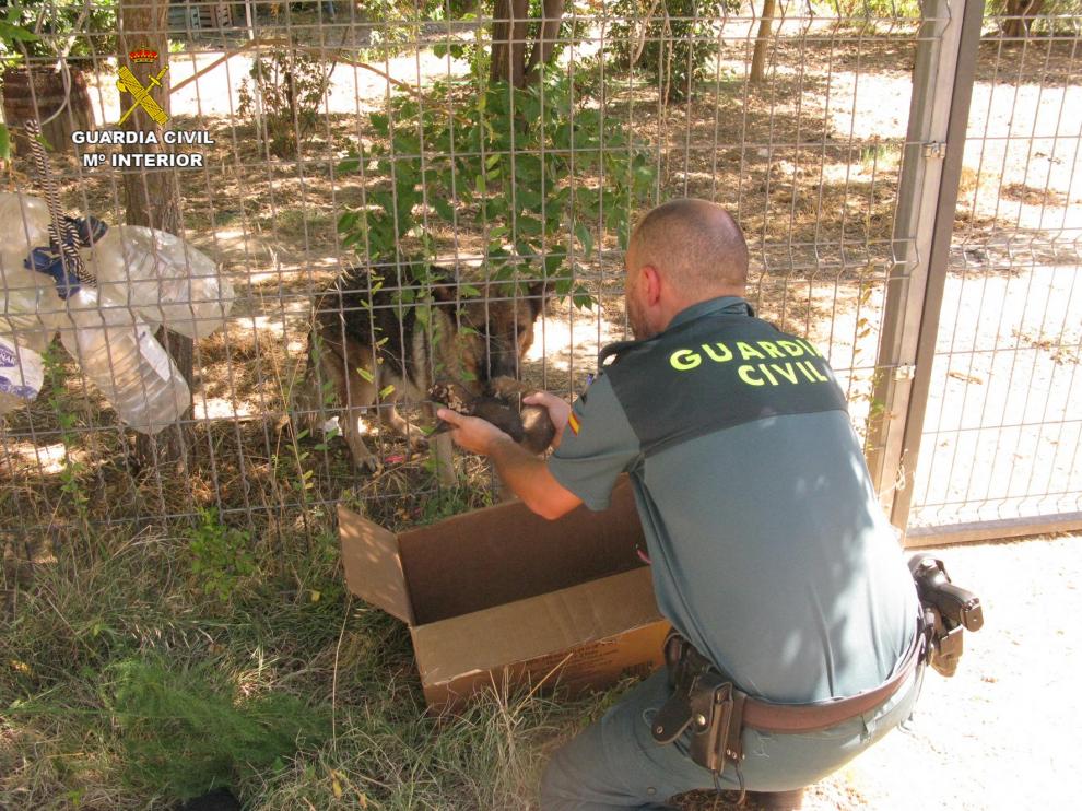 La Guardia Civil de Teruel rescata a seis cachorros de pastor alemán enterrados vivos