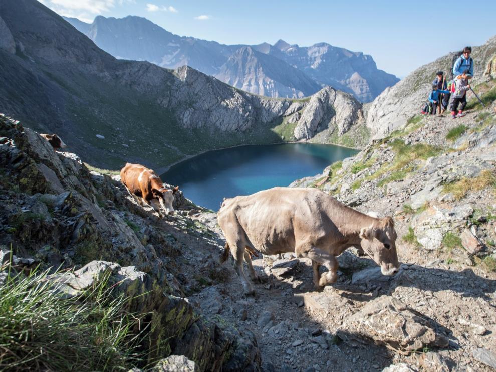 La trashumancia en los Pirineos, en un documental