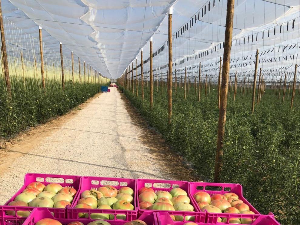 Los productores de Tomate Rosa prevén récord de recolección