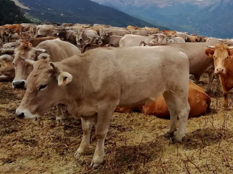Dos vacas y 46 ovejas muertas en Francia