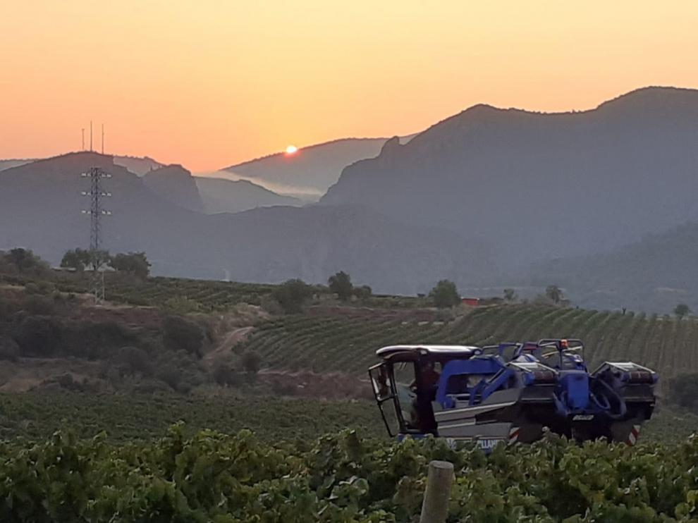 Cariñena, Calatayud y Borja vendimiarán en septiembre